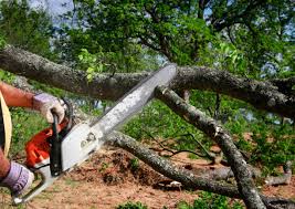 How Our Tree Care Process Works  in Braddock, VA